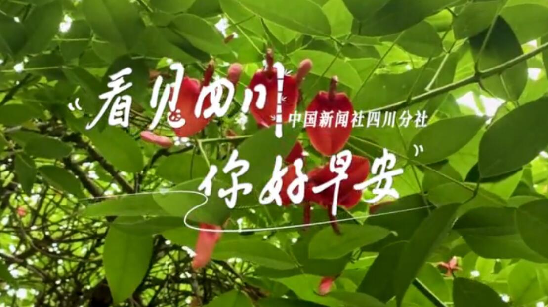 青石板路与古宅院落尽显温润春意