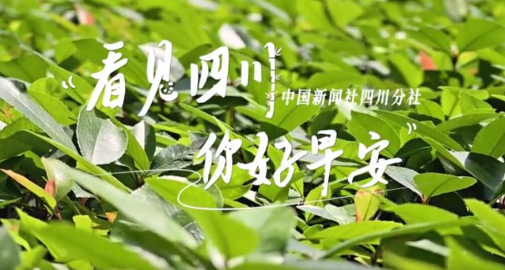 金山村温室大棚里黑褐饱满的羊肚菌破土