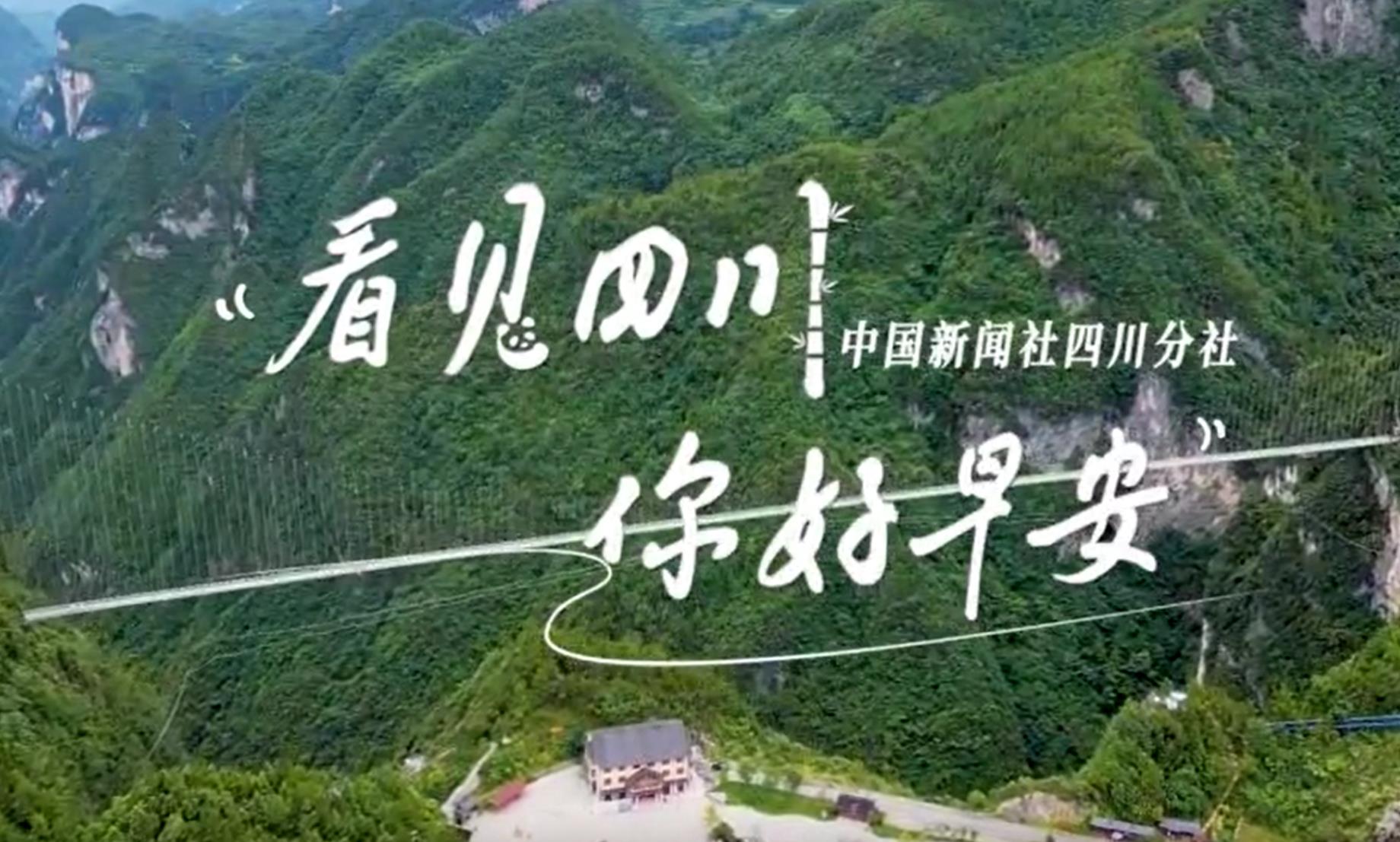高大的泡桐树缀满钟形花冠