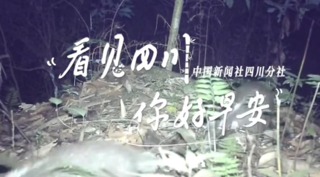 广元市朝天区沙河镇樱花谷上万亩樱桃花