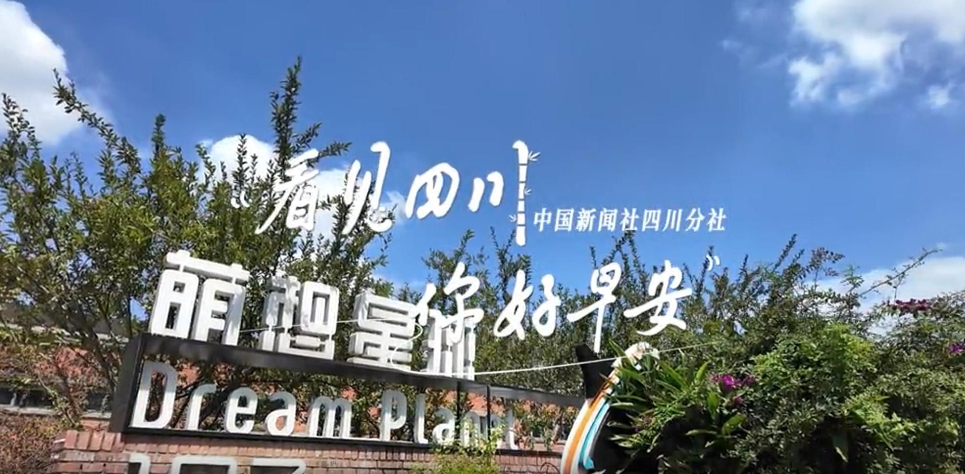 解说乐至县城市主干道的紫叶李花迎春绽