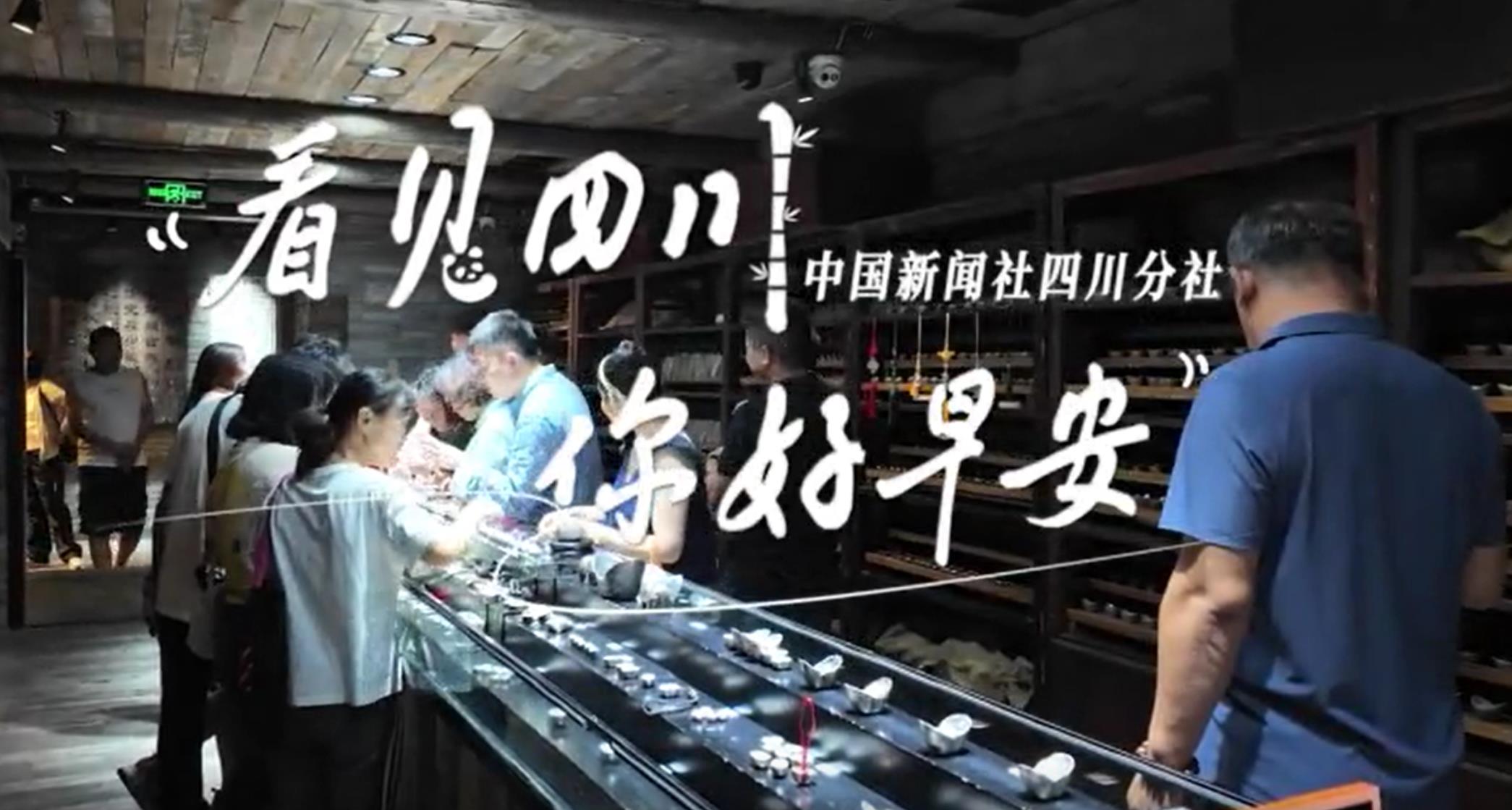 金山村温室大棚里黑褐饱满的羊肚菌破土