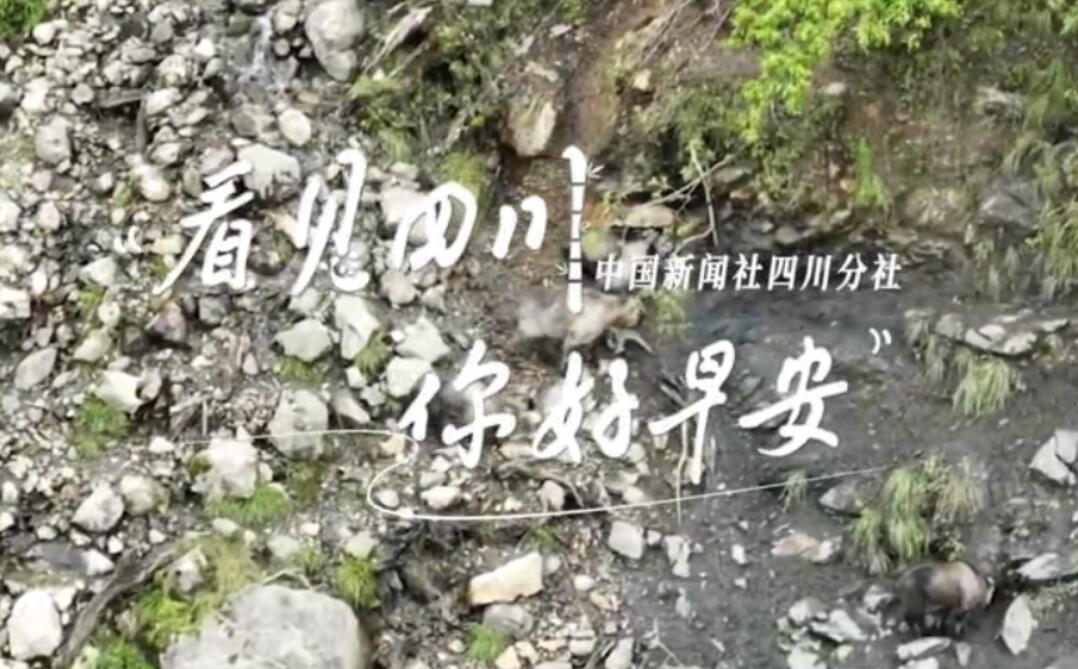 数十张火锅桌错落有致地摆放在花海中