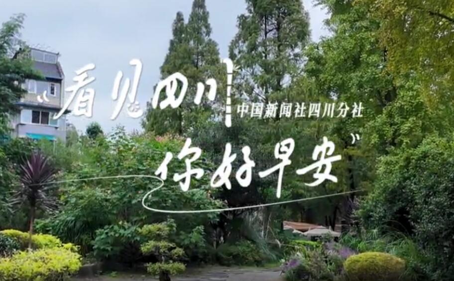 解说雅安市名山区的茶山迎来了最富生机