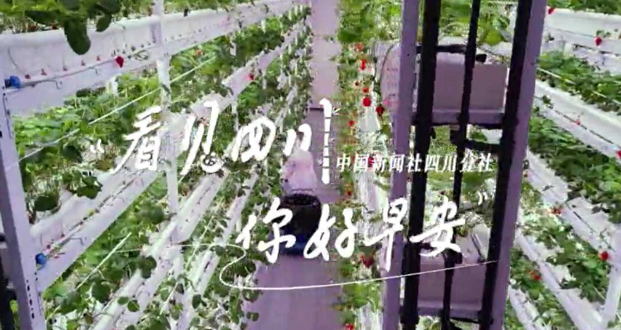 毛茸茸的