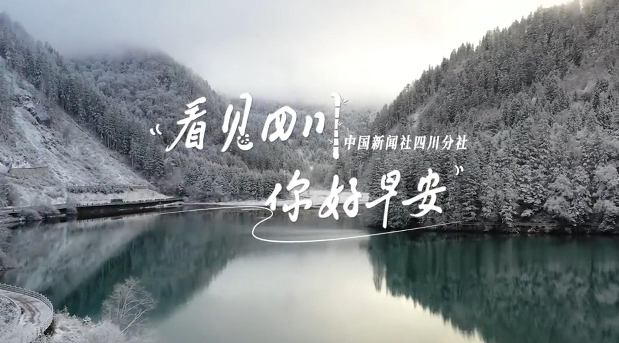 高大的泡桐树缀满钟形花冠