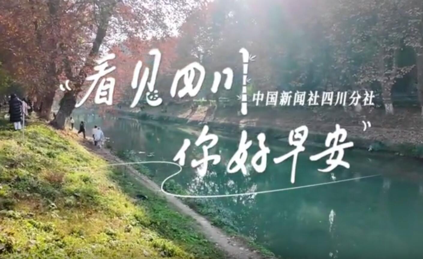 金山村温室大棚里黑褐饱满的羊肚菌破土