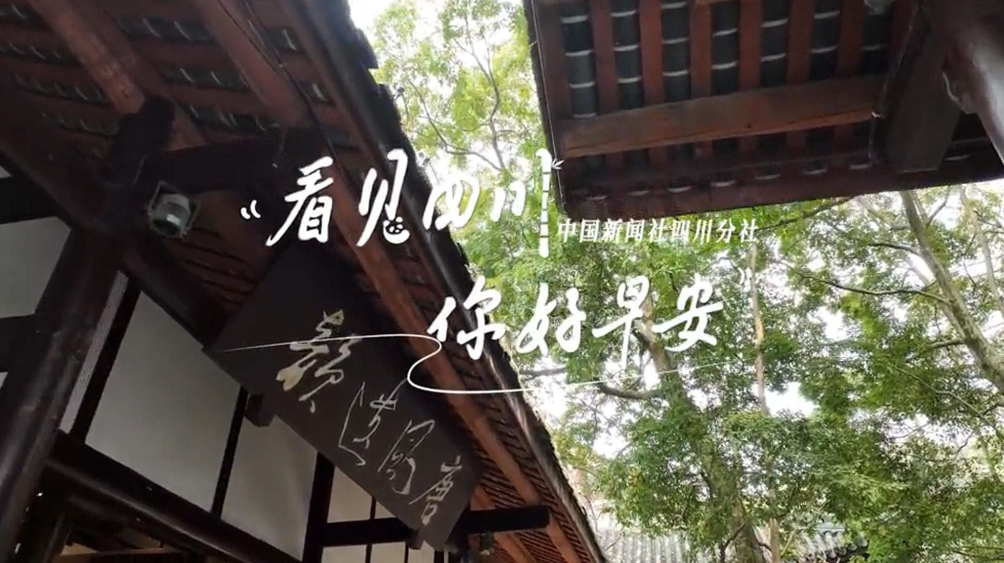 解说乐至县城市主干道的紫叶李花迎春绽