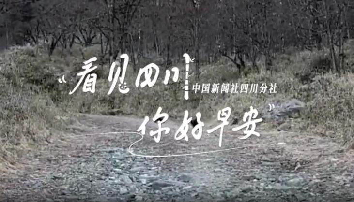 金山村温室大棚里黑褐饱满的羊肚菌破土