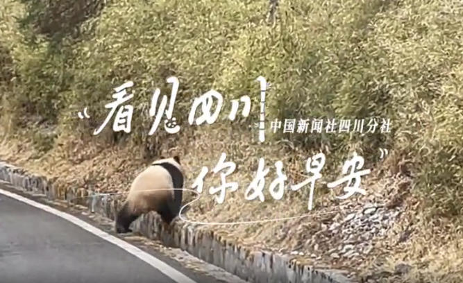 解说雅安市名山区的茶山迎来了最富生机