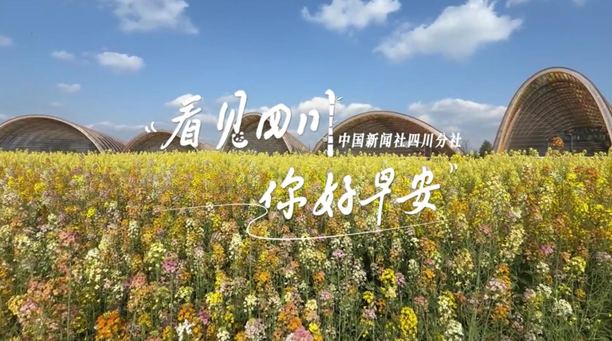 广元市朝天区沙河镇樱花谷上万亩樱桃花