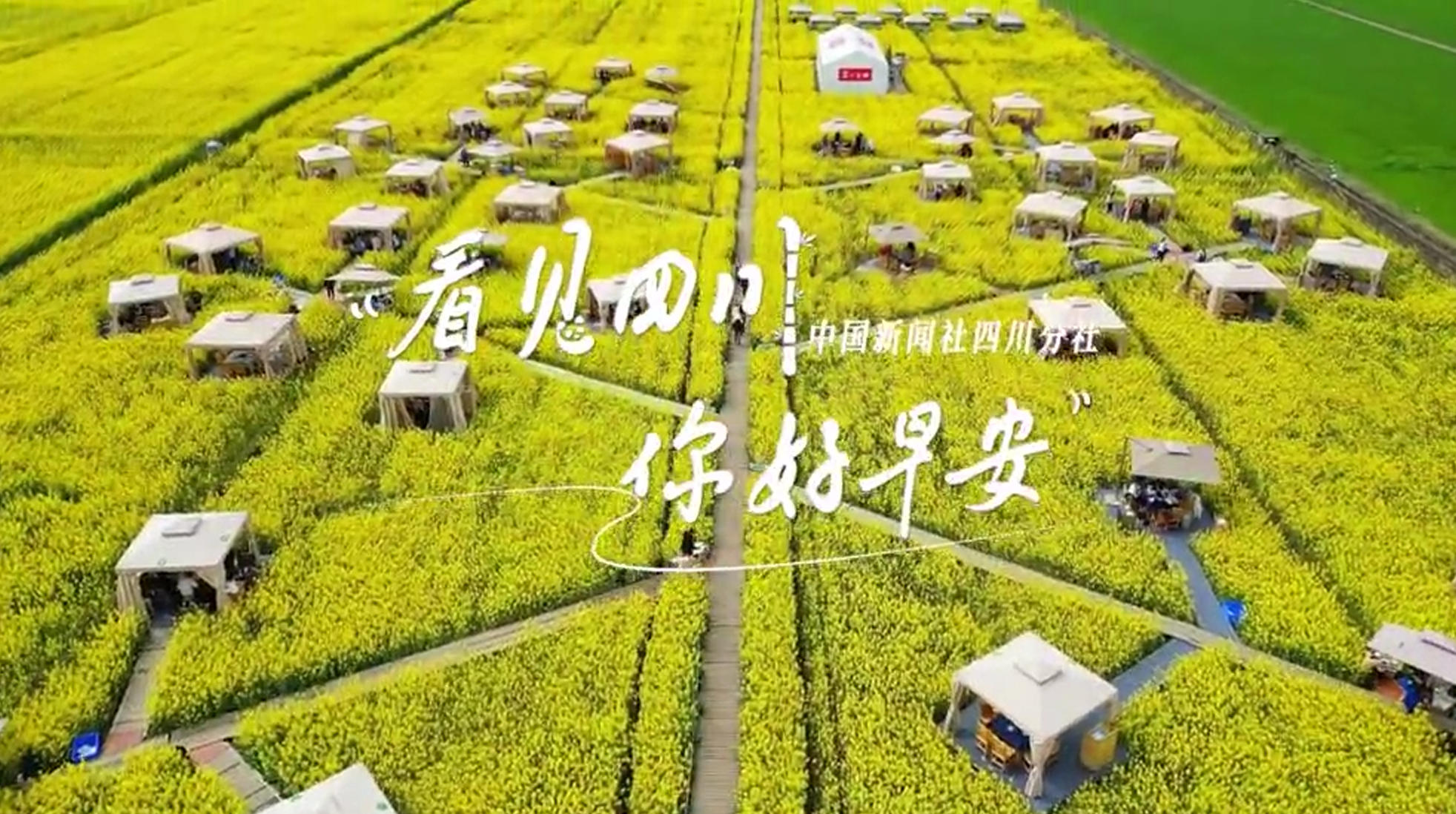 列车与盛放的油菜花构成一幅灵动的春日