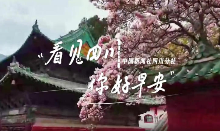 解说平武报恩寺百年玉兰迎来盛花期