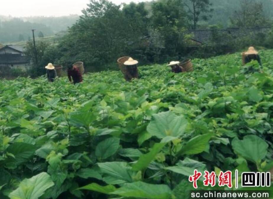 绿色农业链等6大链条和供应链服务展区