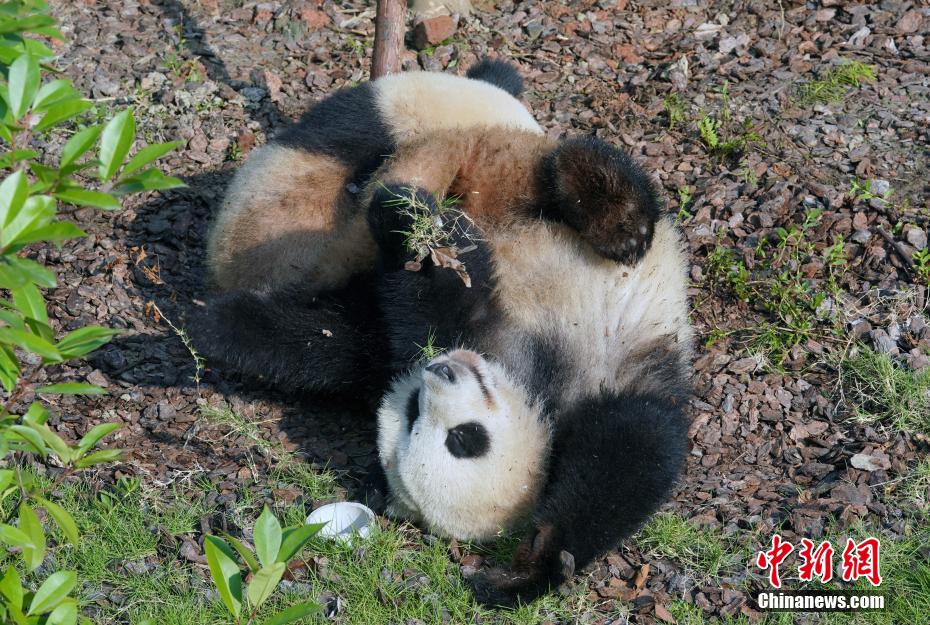 违者将依法追究法律责任